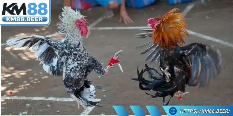 Dụng cụ được quy định chặt chẽ về kích thước và vật liệu