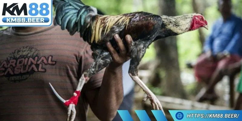 Đá gà cựa dao sắc bén làm cho những cú đã thêm nguy hiểm