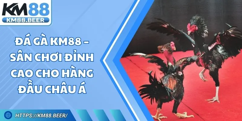 Đá Gà Km88 – Sân Chơi Đỉnh Cao Cho Hàng Đầu Châu Á