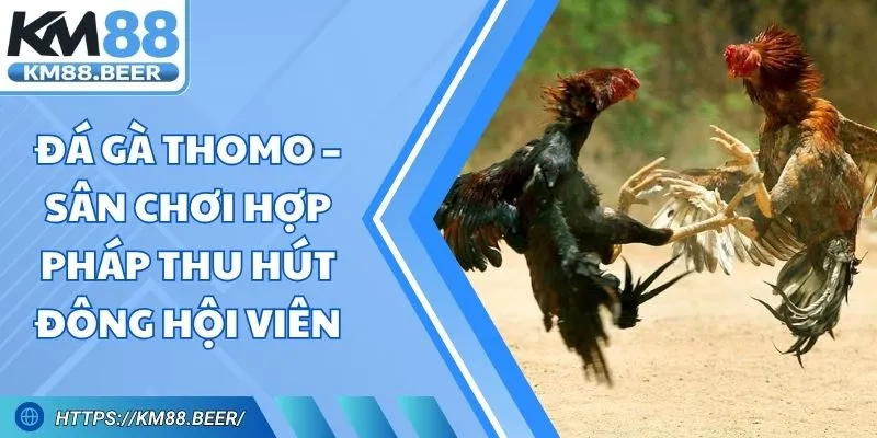 Đá Gà Thomo – Sân Chơi Hợp Pháp Thu Hút Đông Hội Viên