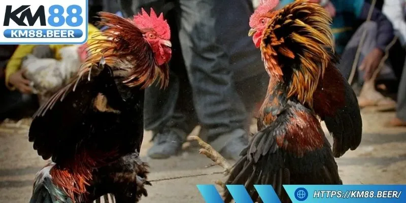 Cựa dao sắc bén giúp chiến kê ra đòn chuẩn sát