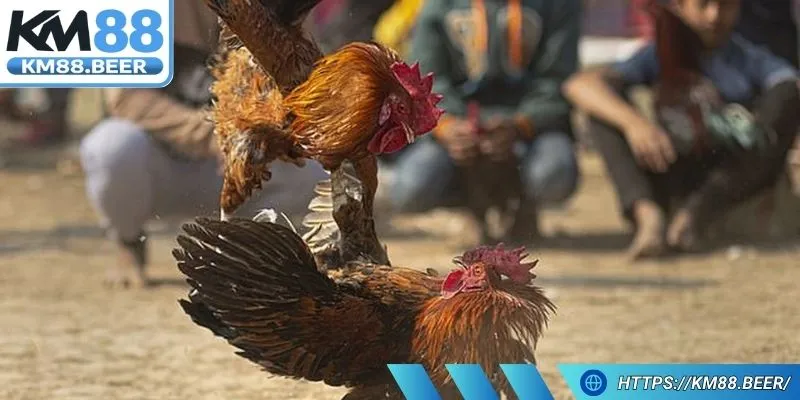 Đá gà Thomo được chứng nhận hợp pháp và hoạt động minh bạch