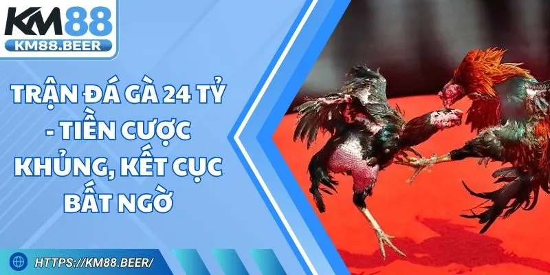 Trận Đá Gà 24 Tỷ - Tiền Cược Khủng, Kết Cục Bất Ngờ