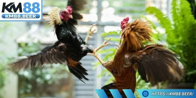 Bảng tỷ lệ thay đổi liên tục do có quá nhiều hội viên tham gia
