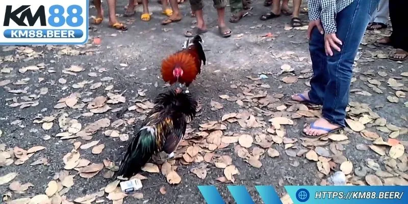 Trận đá gà 24 tỷ được đầu tư công phu, với mức cược vượt tiêu chuẩn